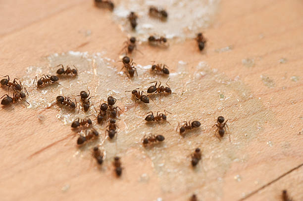 Best Residential Pest Control  in Richfield, MN